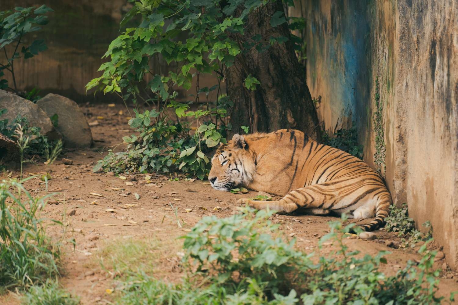 兩隻老虎六福與來福，常常慵懶地躺在樹下。|