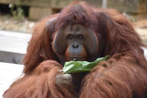 端午節新竹市立動物園為動物準備粽子大餐，將平常吃的食物包進粽葉，增添尋找食物的樂趣。