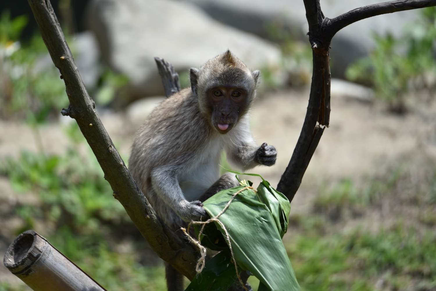 端午節新竹市立動物園為動物準備粽子大餐，將平常吃的食物包進粽葉，增添尋找食物的樂趣。